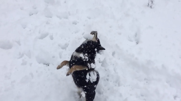 ドカ雪に大喜びする柴犬×2を見守っていたら…もっと犬が出てきてスーパーモフモフタイムに突入！ ふわっふわの雪の上を飛び回るワンコたちをおすそ分け