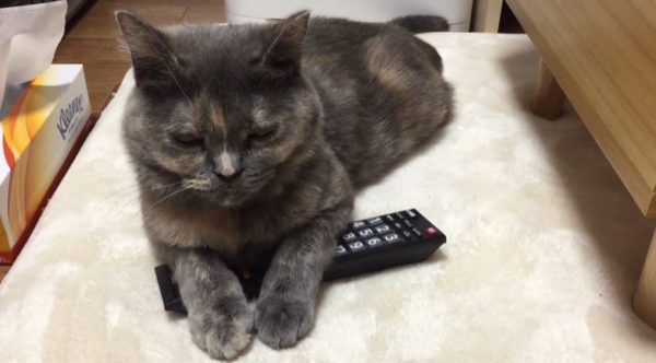 チャンネル権は渡さないニャン。リモコンを枕に眠る猫ちゃんに思わず「宝物を守護するドラゴンか！」