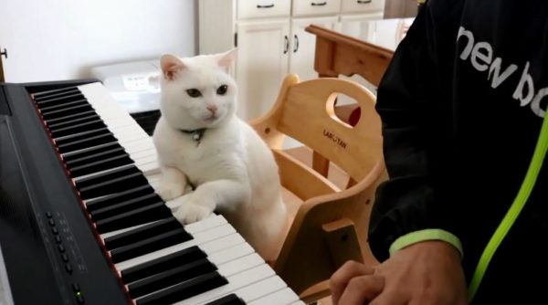 「もっとこう弾くニャ♪」猫先生の厳しすぎるピアノレッスン風景に「ホントに教えてるw」「ニャンとも可愛い」の声