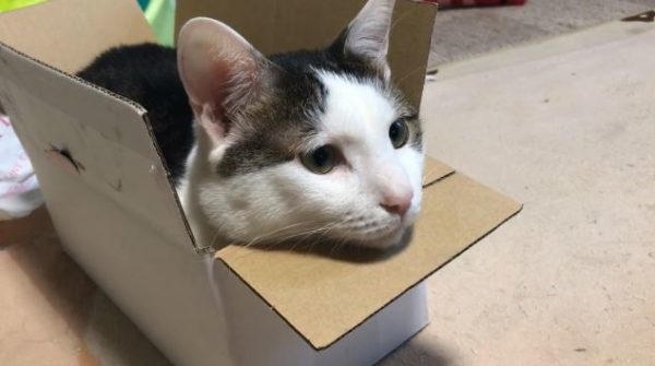 猫がダンボール箱と出会ったら…？ すっぽり収まりくつろいでいく表情に「いい顔してるわ」「俺の家まで配達してくれ！」