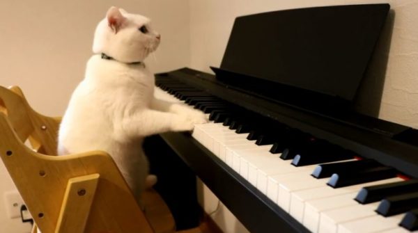 うちのニャンコはピアニスト♪ 即興でピアノを演奏する猫ちゃんに「曲になってるｗ」「ジャズピアニスト」の声