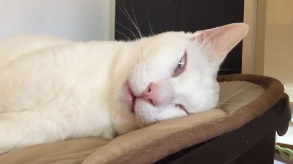 寝てるんだぜ、これ… 白目を剥いた猫ちゃんの寝顔に「これヤベエエw」「こんなん笑うｗ」と騒然