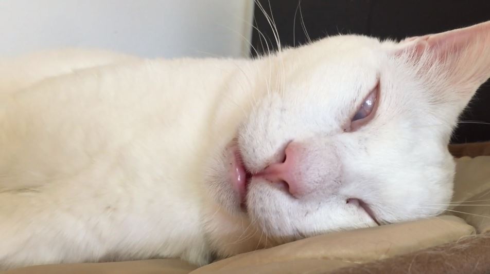 寝てるんだぜ これ 白目を剥いた猫ちゃんの寝顔に これヤベエエw こんなん笑うｗ と騒然