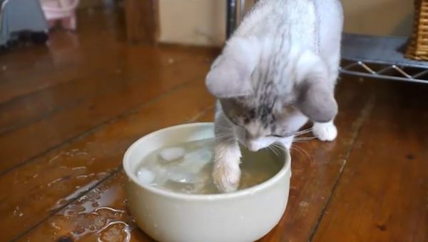 「ニャンだこれ？」氷水を興味津々でかき回す子猫ちゃん。カワイイおててが奏でる“涼し気な音”をお楽しみください