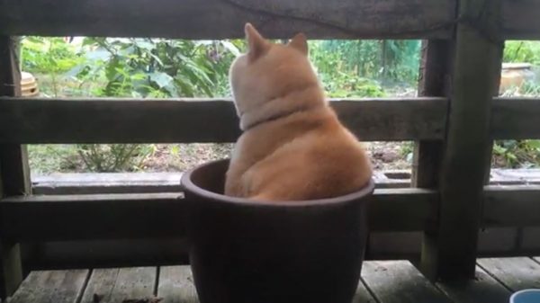 “鉢に収まり”夏の庭をながめる柴犬。蝉時雨を背景に、むっちりしたワンちゃんの背中とアンニュイな表情へ「かわいい」の声集まる
