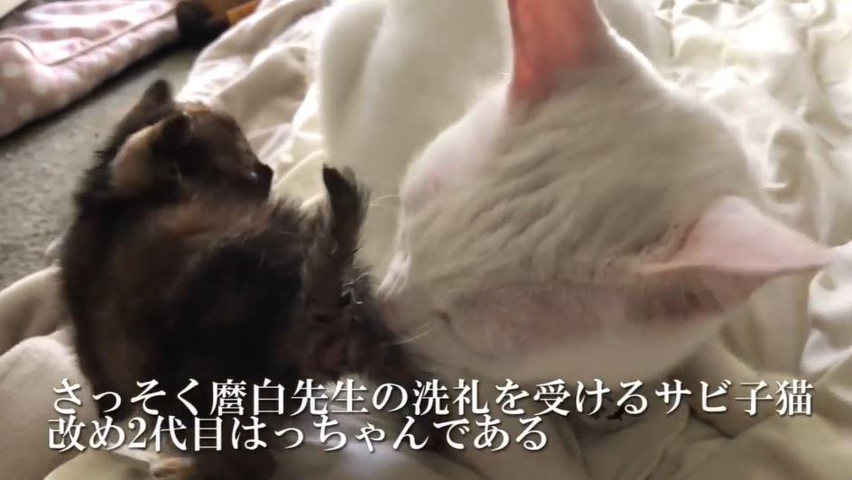 子猫ちゃん 居間へのデビューで先住猫から 熱烈歓迎 を受ける ニコニコニュース