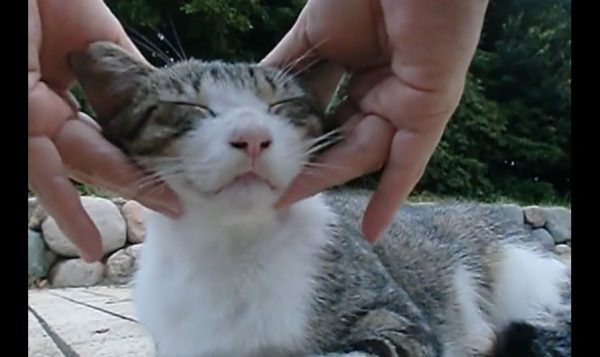 小顔マッサージを受ける猫、 最高に“いい顔”を披露。あまりに気持ち良さそうな様子に「かわいいすぎ」の声