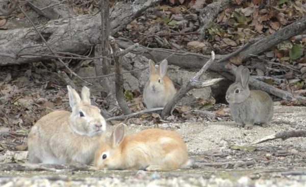 「うさぎの島」って知ってる？ 広島県の大久野島で見れる、野生化したウサギの親＆キッズの様子をお届け