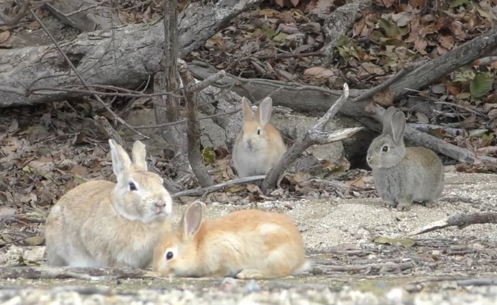 うさぎの島 って知ってる 広島県の大久野島で見れる 野生化したウサギの親 キッズの様子をお届け