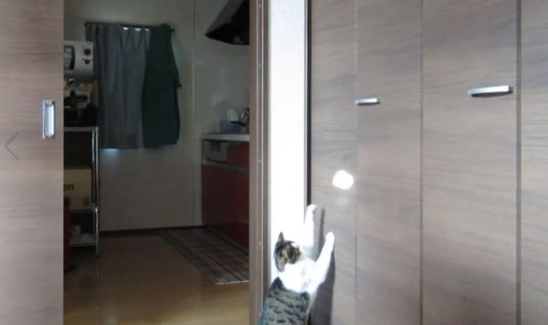光に導かれし猫…？ 壁に反射した光に“超反応”してじゃれつく猫ちゃん