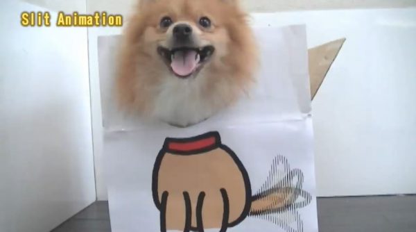 犬と猫のスリットアニメーション。紙をずらすと“動く絵”にそれぞれが見せた反応は？
