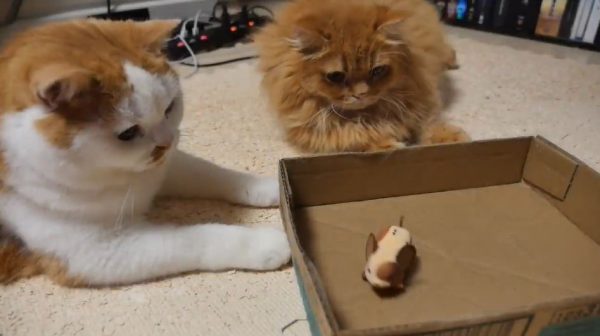ネズミのおもちゃVS猫一家。モフモフの体を生かした（？）マンチカンたちの攻撃に「かわいすぎワロタ」「いやされる」の声