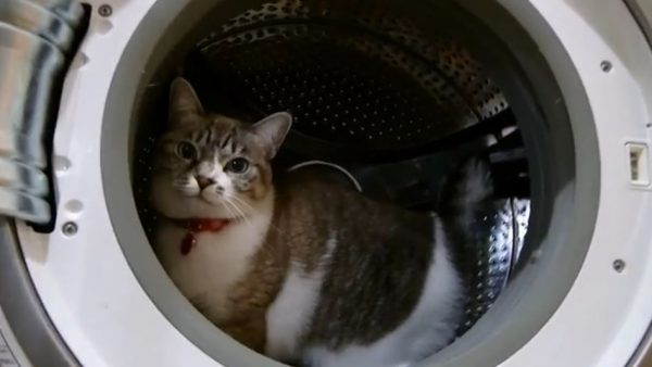 前世がハムスターの猫が発見されました！ 洗濯機で“回し車”のように遊ぶ猫に「いい運動」「かわいすぎる」の声