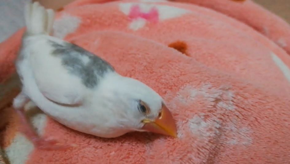 お願いだから目を開けて 文鳥の 爆睡っぷり が心配になるレベルで 鳥にあるまじき寝姿だった の声