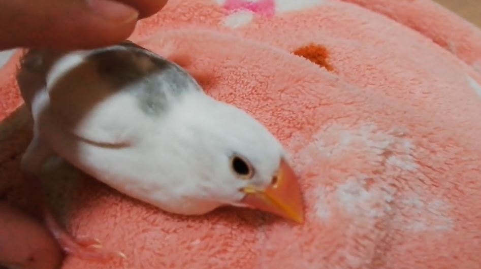 お願いだから目を開けて 文鳥の 爆睡っぷり が心配になるレベルで 鳥にあるまじき寝姿だった の声