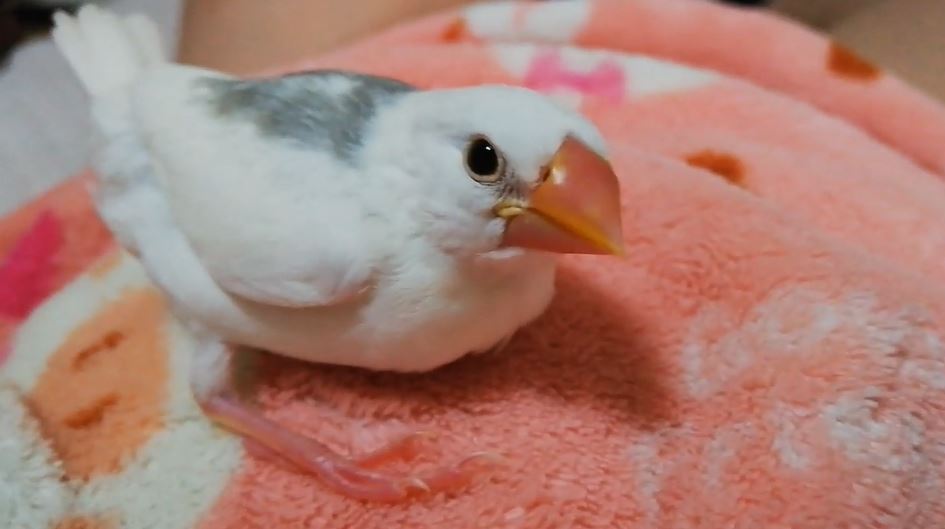 お願いだから目を開けて 文鳥の 爆睡っぷり が心配になるレベルで 鳥にあるまじき寝姿だった の声