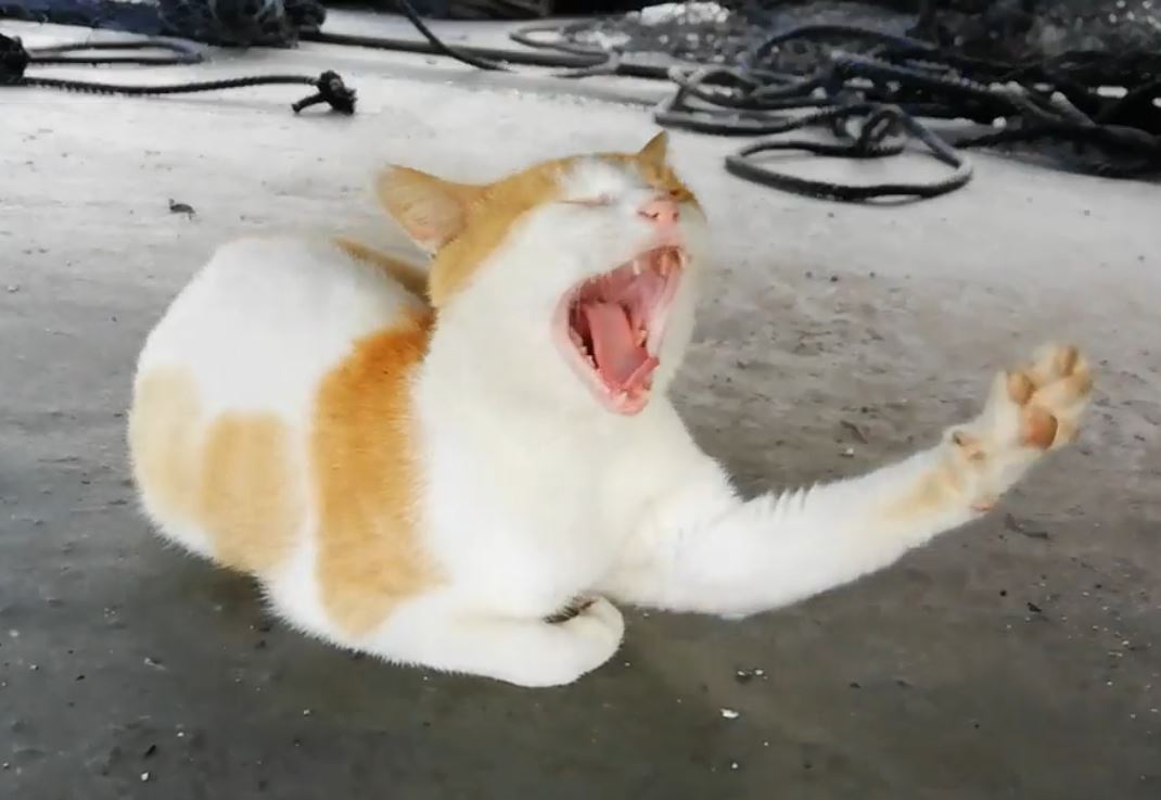 海辺でくつろぐ猫ちゃん 釣った魚をあげてみるも遊ぶばかりで 魚 ひとおもいにやってくれー