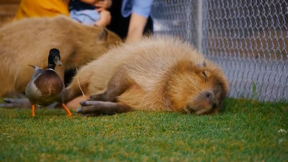 Capybara144 | ニコニコニュース オリジナル