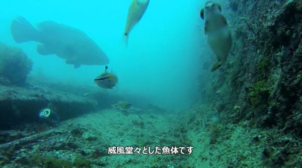 高級魚クエVS外道ウツボ。水中世界で繰り広げられる魚たちのドラマに「クエでけえ」「すごい映像が撮れたな」の声