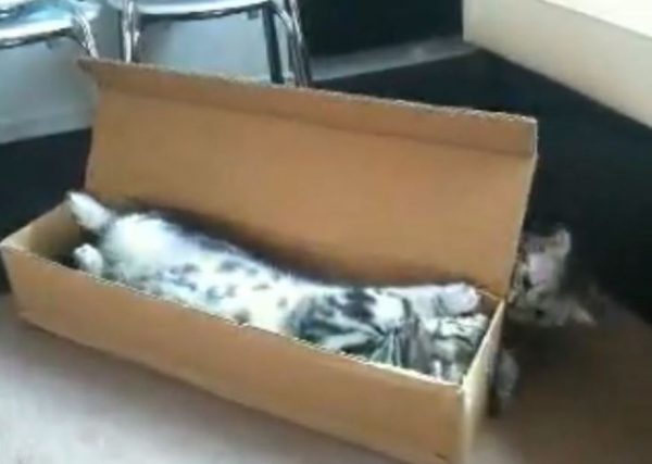 箱に“みっちり”収まる子猫と、それに嫉妬する子猫の仁義なき戦い！ ジャストサイズの箱って魅力的だよね分かる…