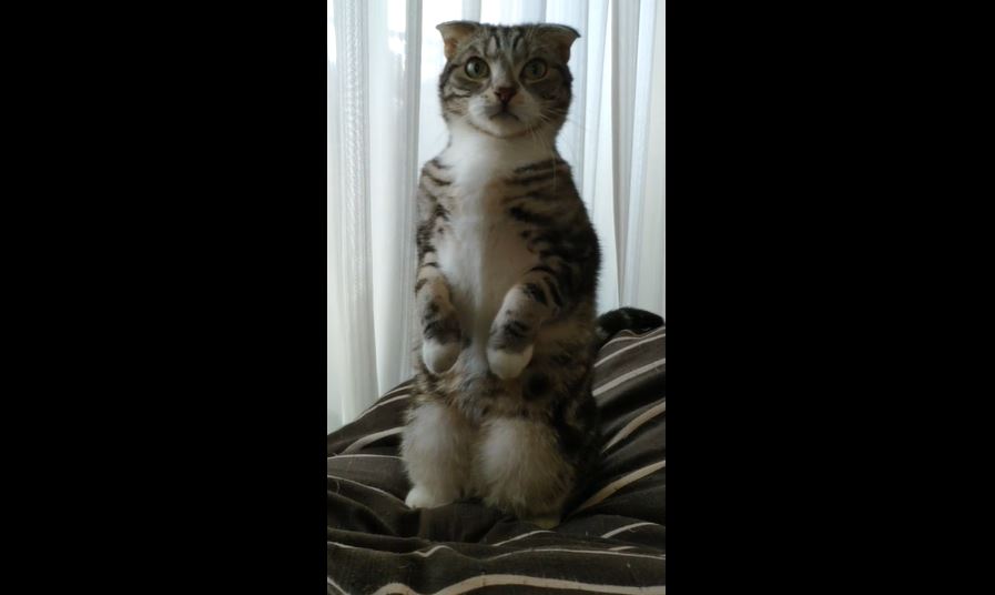 Cat10 | ニコニコニュース オリジナル