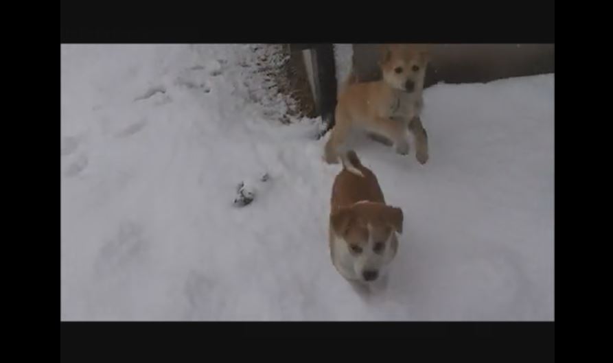 初めての雪 にはしゃぐ子犬たち 足跡だらけとなった庭に まさに犬は喜び庭駆け回り だな の声