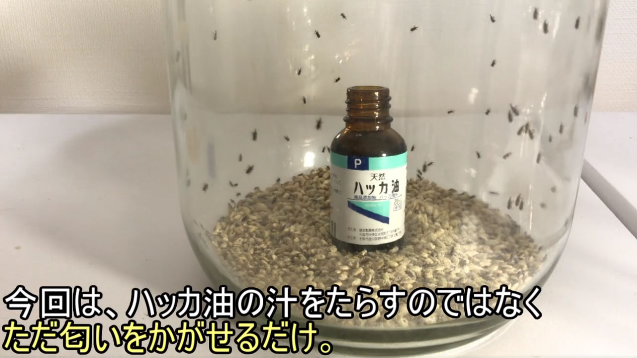 虫注意 米に湧いたコクゾウムシはハッカ油で撃退できる 試してみたら想像以上に効果的なことが判明