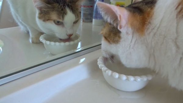 水を飲むスタイルが“独特”な猫…リズミカルな水音を響かせ、一心に自らを睨み続ける姿へ「ガン見」「水が飲みたくなる」の声