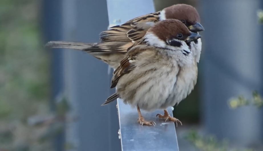 冬にスズメは何を食べているの 寒さでモコモコにふくらんだスズメたちの様子を大阪は中之島バラ園で観察してみた