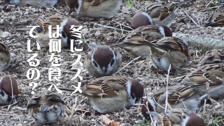 冬にスズメは何を食べているの 寒さでモコモコにふくらんだスズメたちの様子を大阪は中之島バラ園で観察してみた
