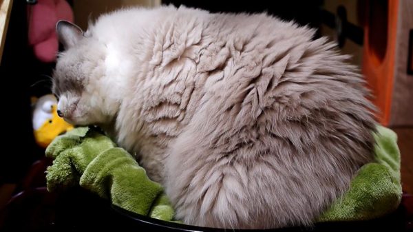 毛並みがフッカフカの猫ちゃんが毛布を夢中でカミカミ…その“和を感じる”取り合わせに「毛布が毛布を噛んどる」「宇治金時」の声
