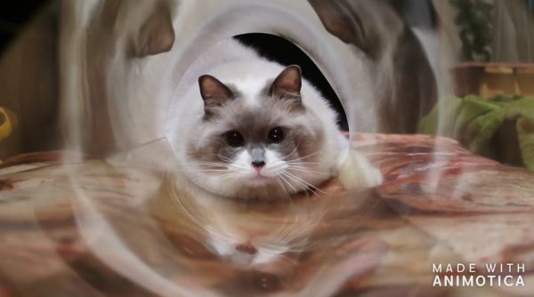 キラキラ猫じゃらしと筒で“猫入り”の万華鏡が完成！ 瞳を輝かせた猫ちゃんが映り込み「可愛い万華鏡だ」の声