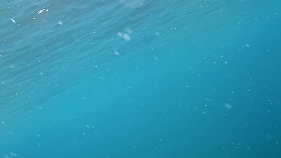 湯河原海浜公園 に水中カメラを沈めてみたら 透明度の高い美しい海の中は 沢山の魚たちが泳ぎ 春めいて いた