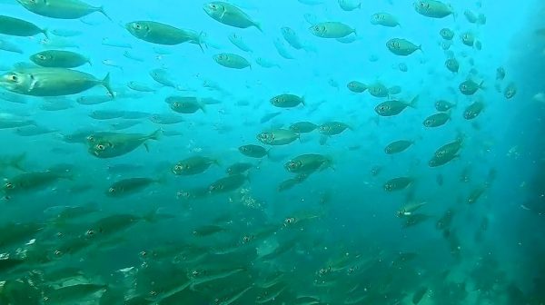 もし大量の魚に囲まれて泳いでみたら…？ 和歌山の加太大波止の迫力ある水中映像に「綺麗やなー」「こんないい場所があるとは」の声