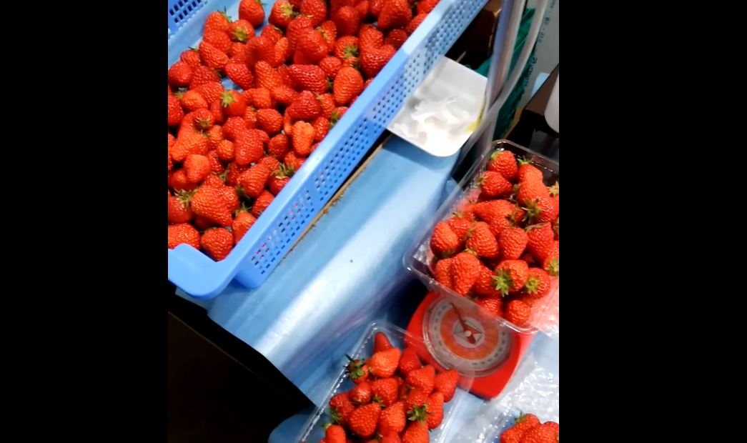 Strawberry0 | ニコニコニュース オリジナル