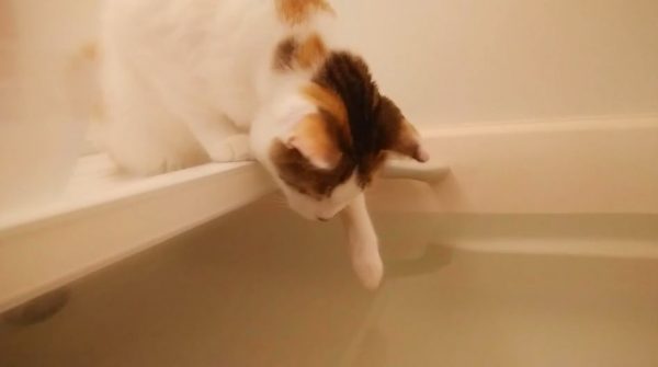 どうしても“お風呂のお湯”が飲みたい猫ちゃん…最初は品よく前足ですくって飲むも、ついにはガバッと直接飲むスタイルへ