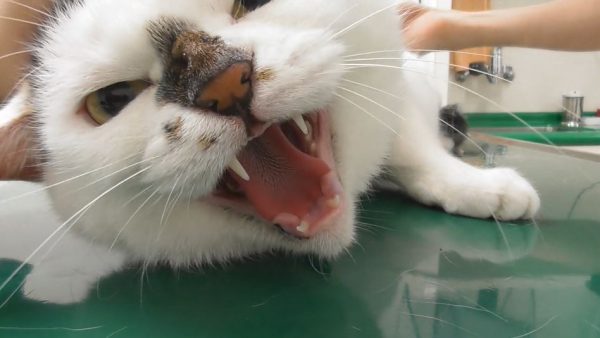 猫が注射に怒りの「シャー！」…ワクチン歴3年目にしてブチギレ“雄叫び”を上げる姿に驚きの声集まる