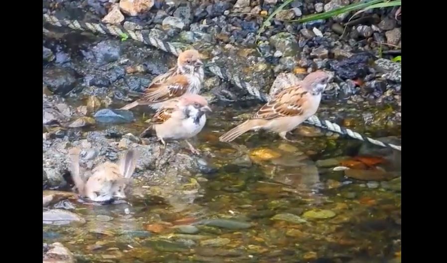 スズメの水浴びをスロー撮影 肉眼では中々見れないスズメたちの姿に めちゃくちゃカワイイな の声