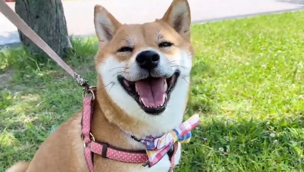 “ニッコリ笑顔”の柴犬、初夏の日差しの中でのびのび散歩を楽しむ姿が可愛い！