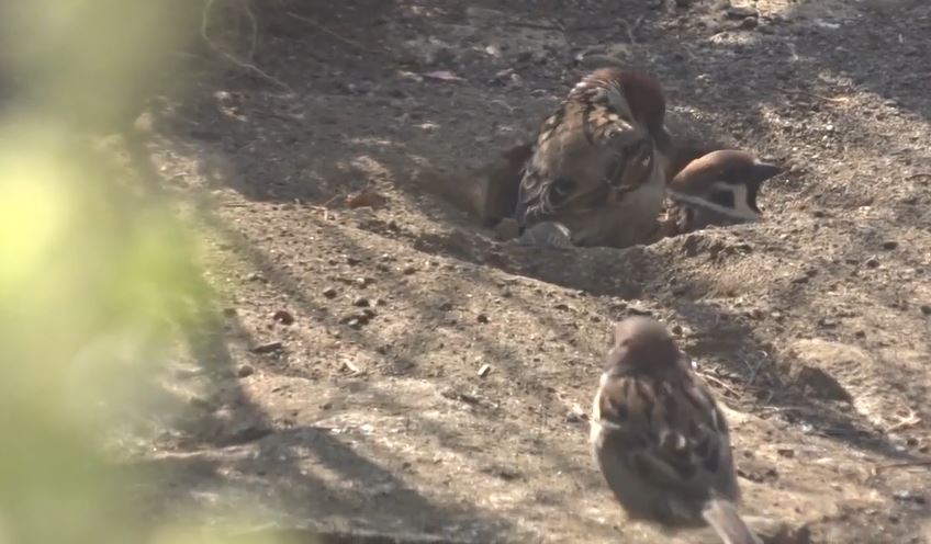 砂浴びをしていたスズメに悲劇 第3勢力 の登場で居場所を奪われる事態に 過酷な野生の世界を見よ