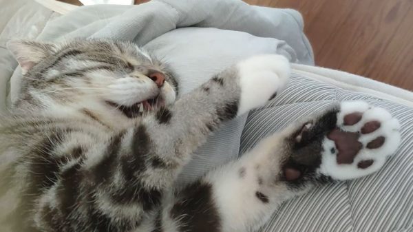 お昼寝中の猫様…夢にうなされて起きるも、飼い主に撫でられ眠りにつく様子に「幸せそうな猫はいい猫だ」の声