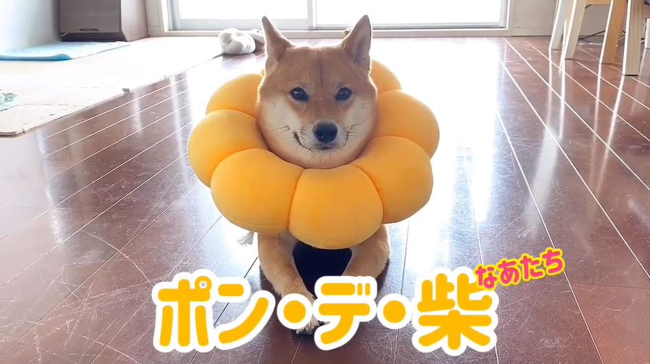 Dog ニコニコニュース オリジナル