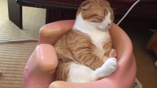 猫ちゃん、赤ちゃん用の椅子「バンボ」でウトウトしてしまう…目を見開き、必死で眠気に抵抗する姿をご覧ください