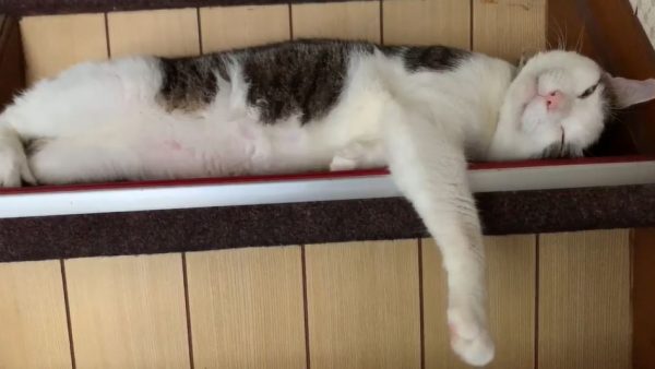 階段で爆寝する猫ちゃんズの“個性あふれる”寝相をご覧あれ！ これはモフらないと進めない階段ですわ…