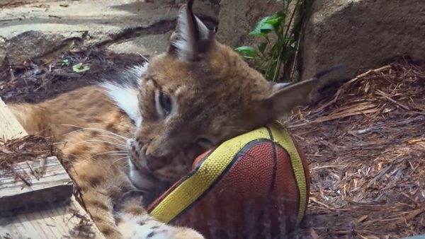 眠たいシベリアオオヤマネコ…キリッと精悍な姿と、ボールにもたれてウトウトする猫っぽい表情のギャップに「可愛いよなぁ」の声