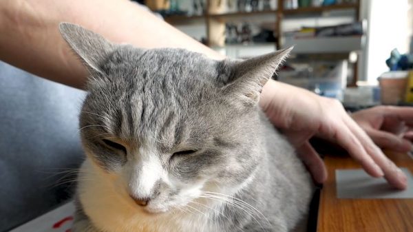 猫様の“もふもふ”アームレストでパソコン作業…どうしても飼い主さんのそばにいたい姿に「猫のこういうとこ好き」の声