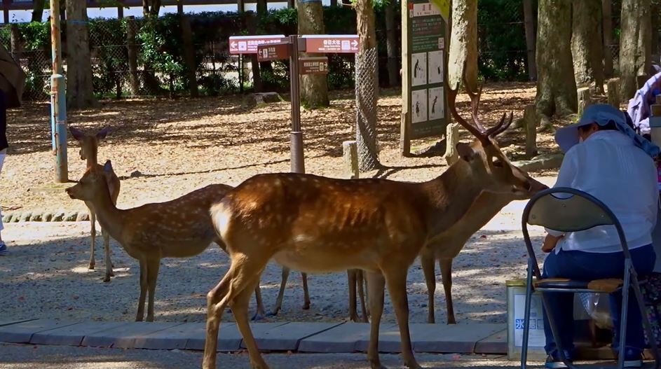 奈良公園へ行ってきた 鹿せんべいを売るおばちゃんに甘える鹿へ あらかわいい 癒し の声 記事詳細 Infoseekニュース