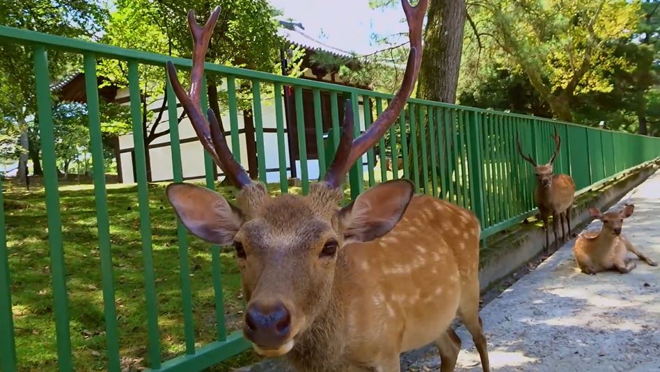 奈良公園へ行ってきた 鹿せんべいを売るおばちゃんに甘える鹿へ あらかわいい 癒し の声