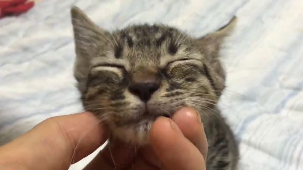 ニコニコ糸目のニャンコたち…リラックスぶりを全力で表現する猫の表情へ「良い笑顔」「顔がとろけてるw」の声