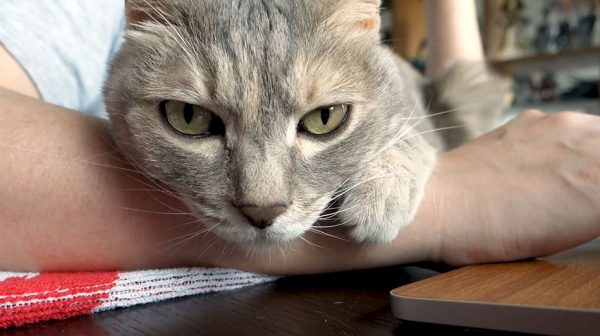 猫ちゃんを腕に乗せパソコン作業…“愛が重い”がうらやましい環境へ「なんて幸せな生活」の声